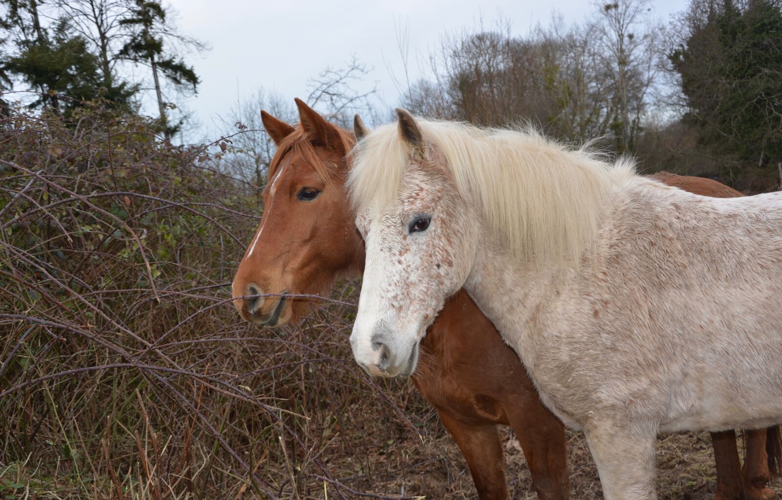 Nikon D5200 sample photo. Horses, horse, heads horses photography