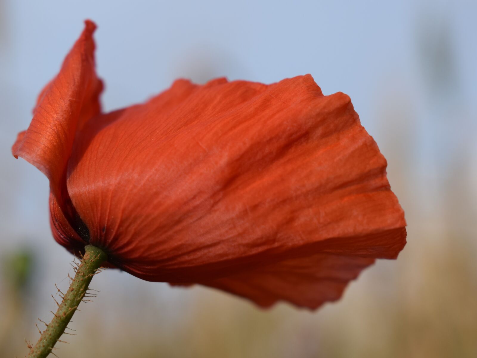 Nikon D3300 sample photo. Poppy, flower, red photography