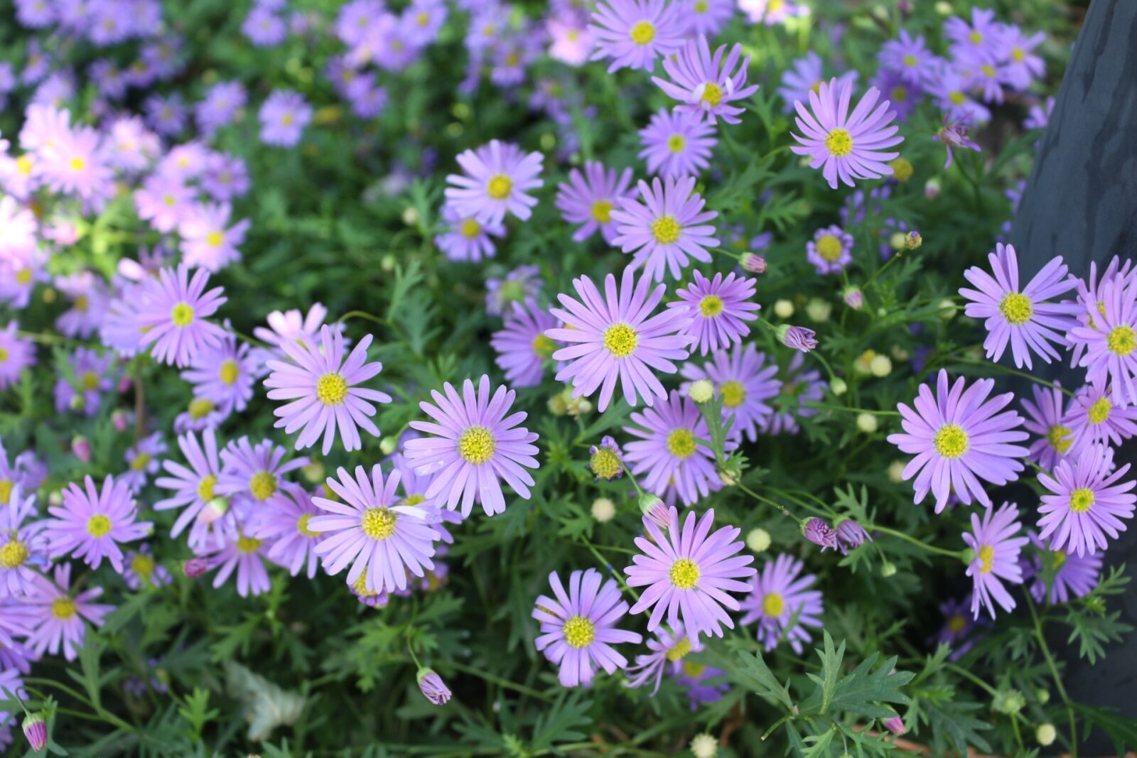 Canon EOS 100D (EOS Rebel SL1 / EOS Kiss X7) sample photo. Flowers and plants, fresh photography