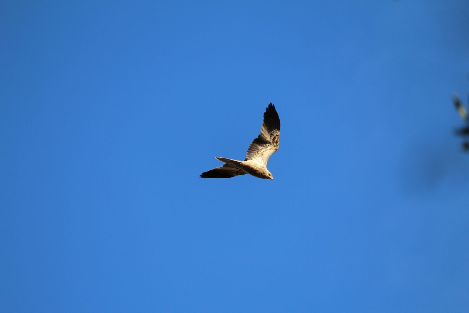 Canon EF-S 55-250mm F4-5.6 IS STM sample photo. Bird, prey, hawk photography