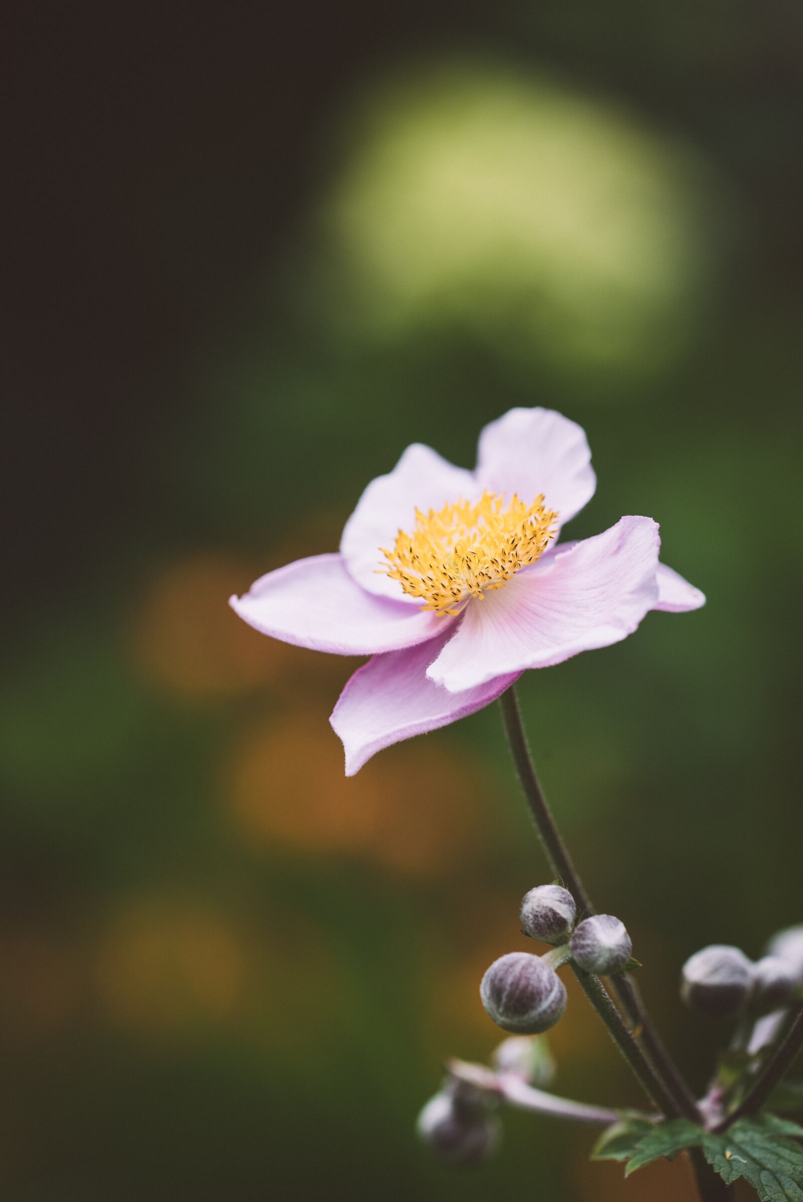 Nikon D750 sample photo. Fall anemone, flower, blossom photography