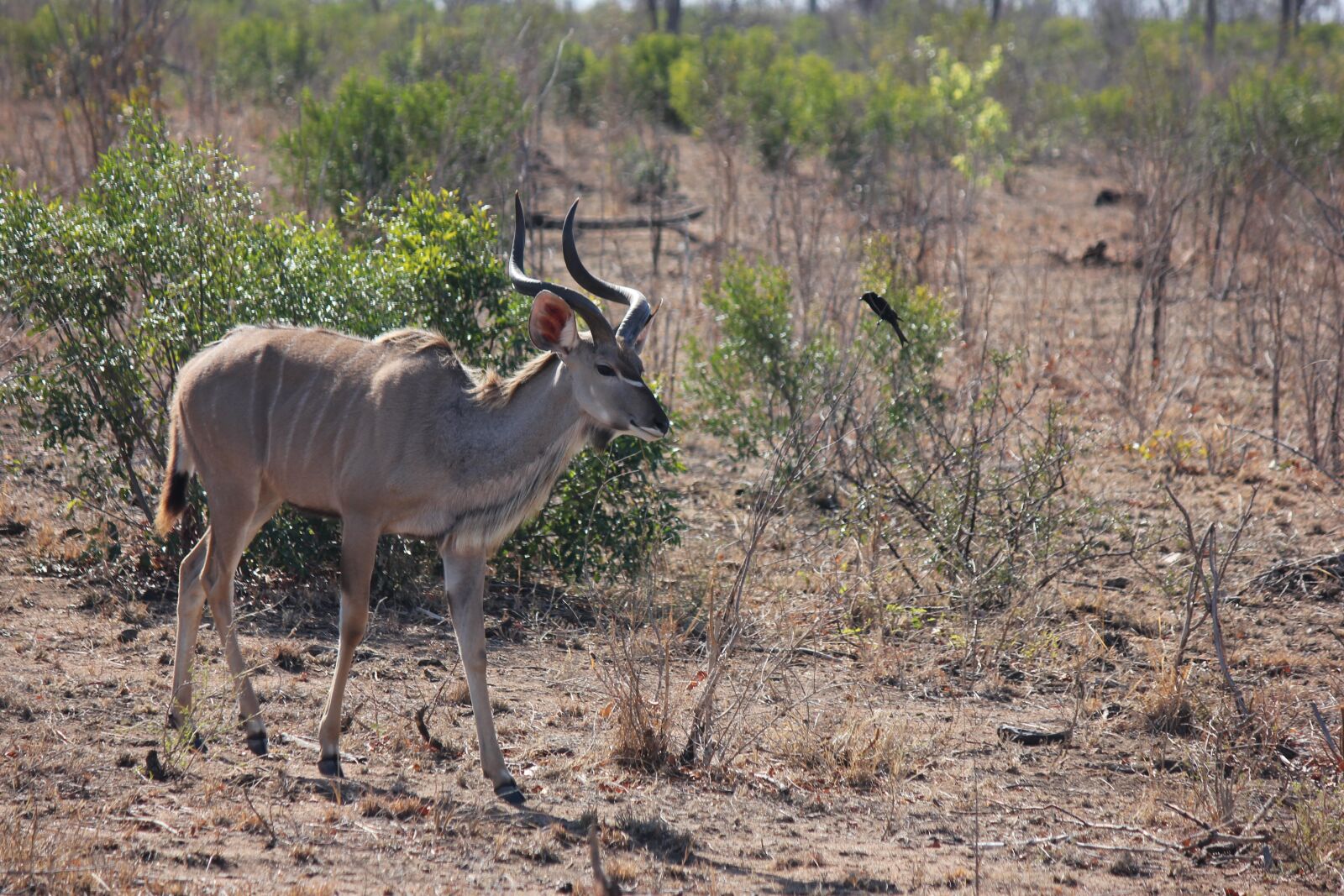 Canon EOS 550D (EOS Rebel T2i / EOS Kiss X4) sample photo. Kudu, bull, male photography