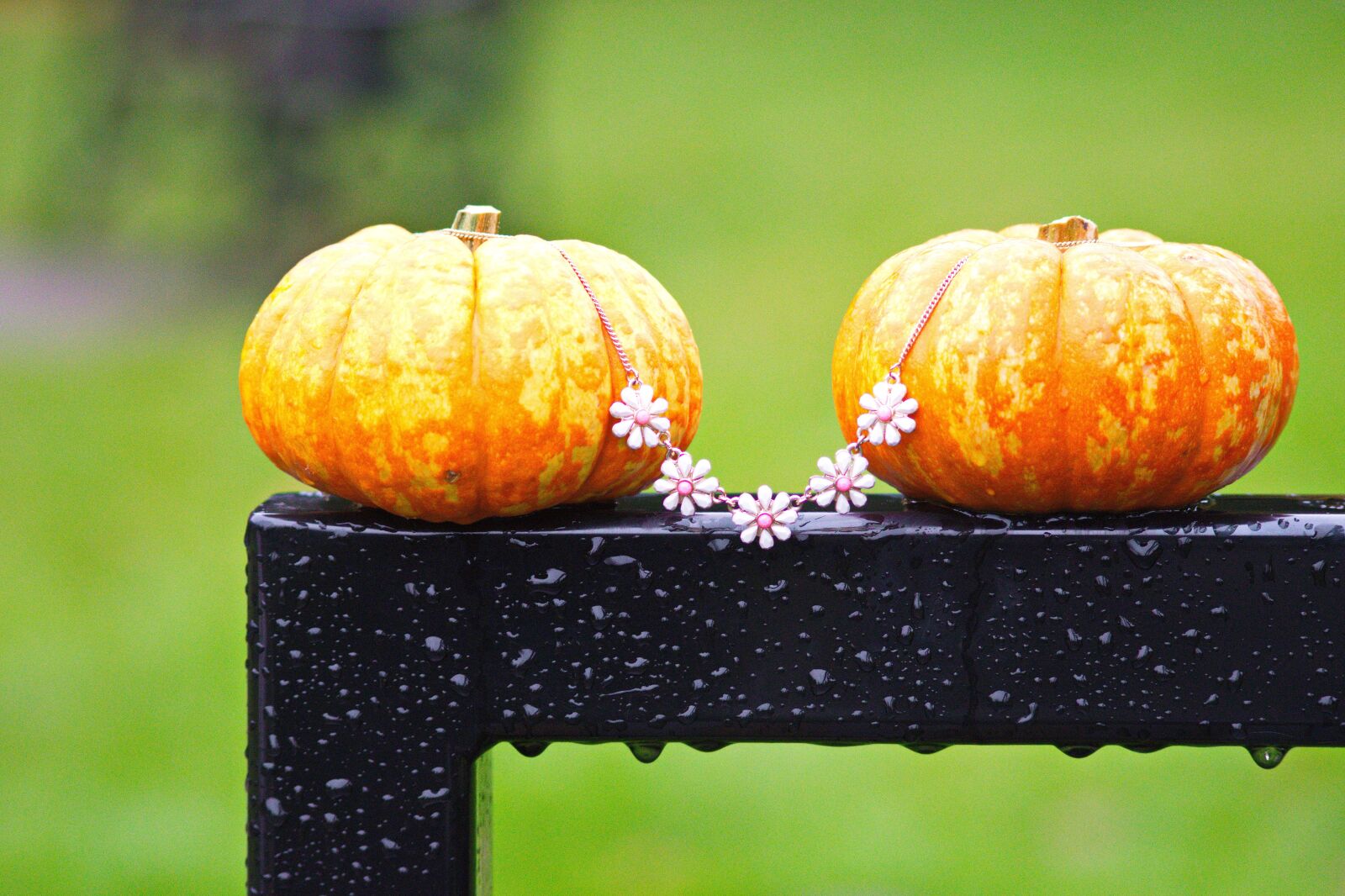 Nikon D3300 sample photo. Autumn, green, pumpkin photography