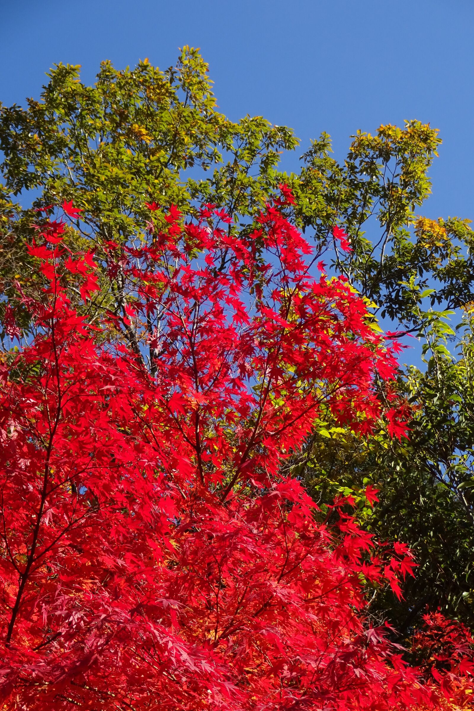 Sony Cyber-shot DSC-WX220 sample photo. Autumnal leaves, red leaves photography