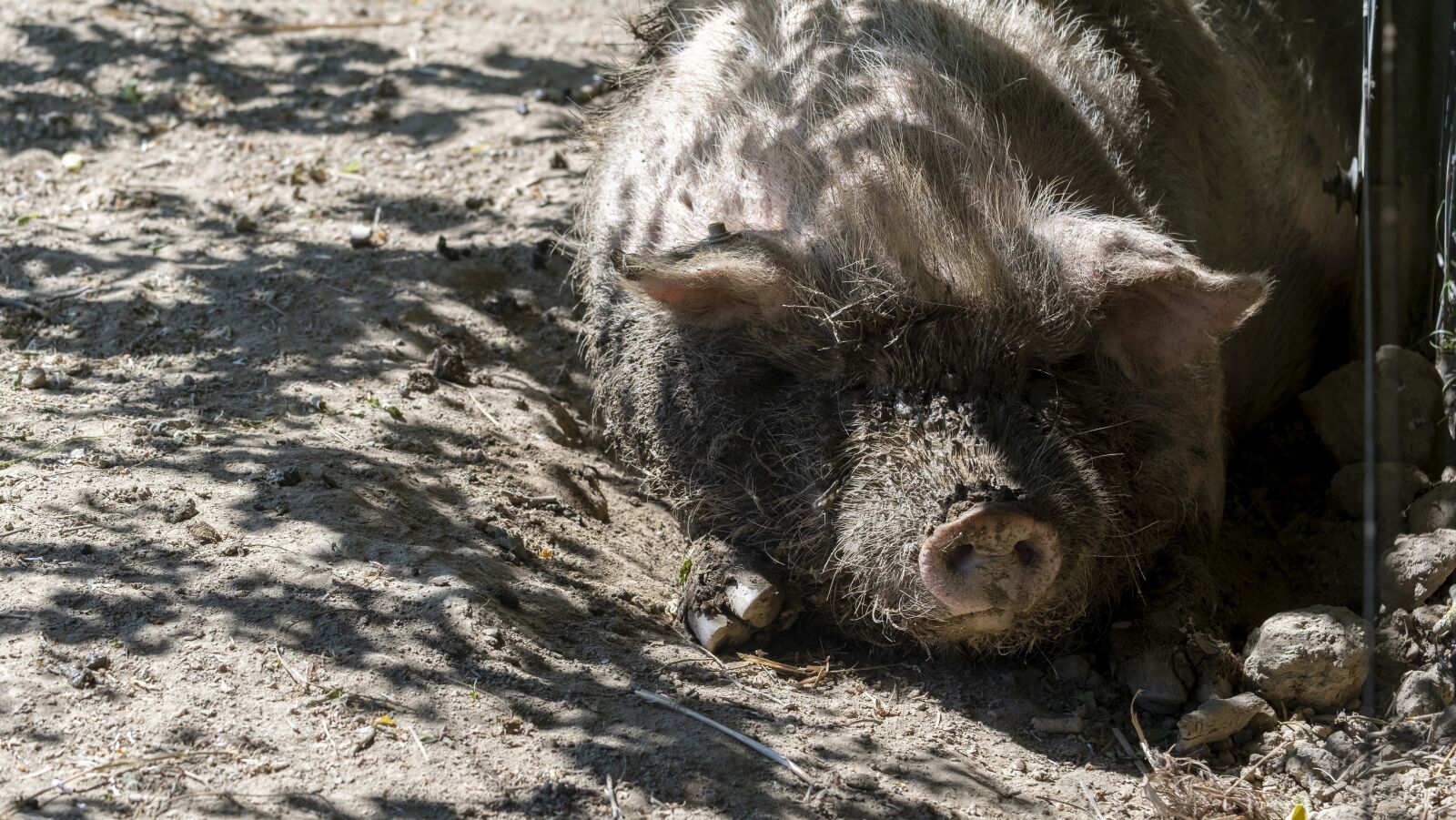 Fujifilm XF 55-200mm F3.5-4.8 R LM OIS sample photo. Pig, sleep, farm photography
