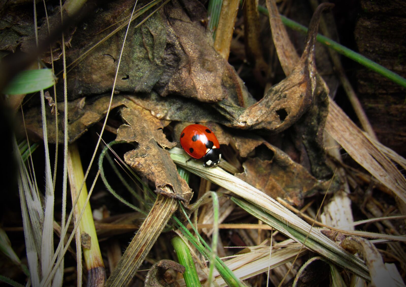 Canon PowerShot SX530 HS sample photo. Ladybug, bug, beetle photography