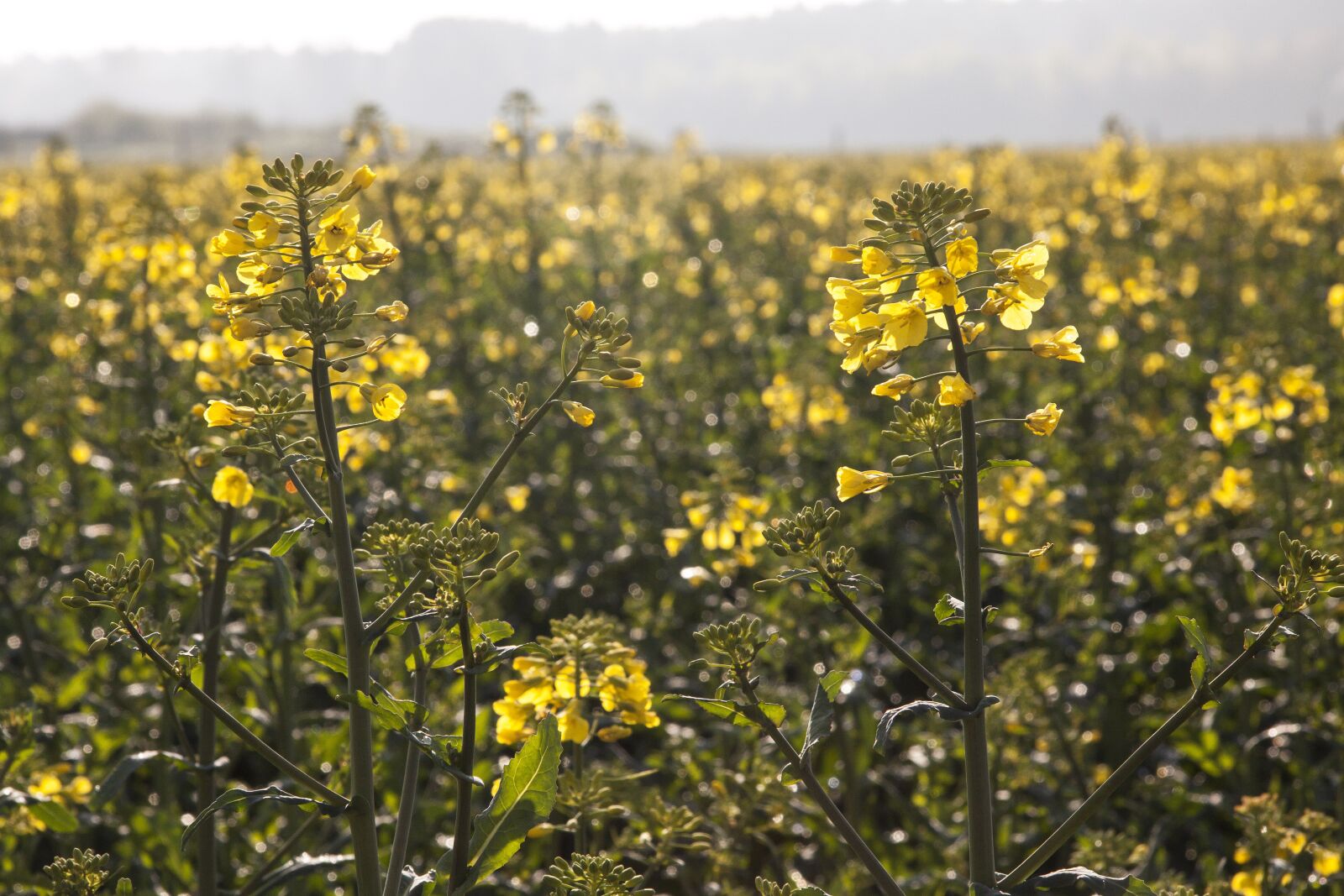 Canon EF-S 17-85mm F4-5.6 IS USM sample photo. Oilseed rape, agricultural operation photography