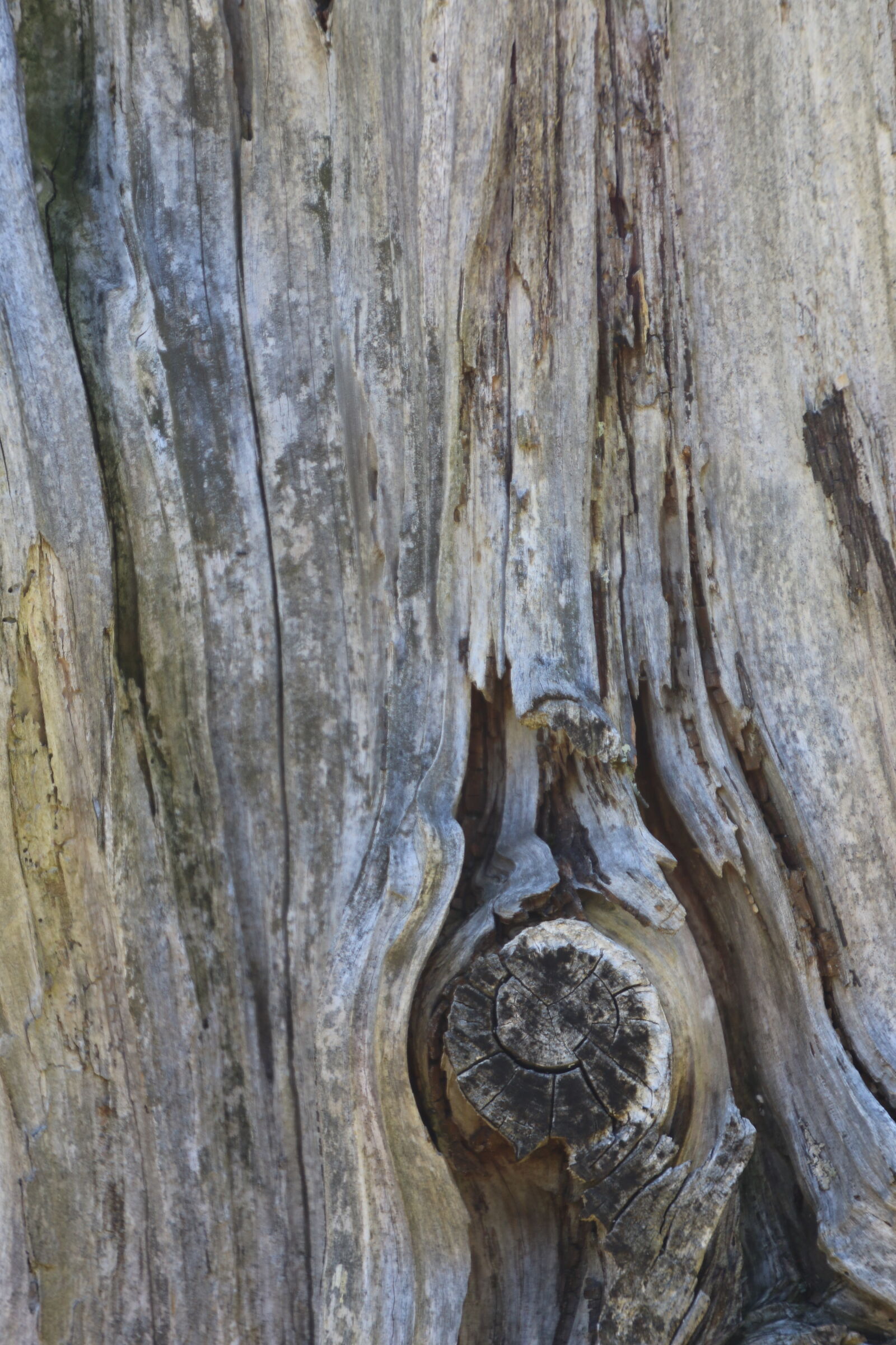 Canon EOS 7D Mark II sample photo. Bark, knot, texture, wood photography
