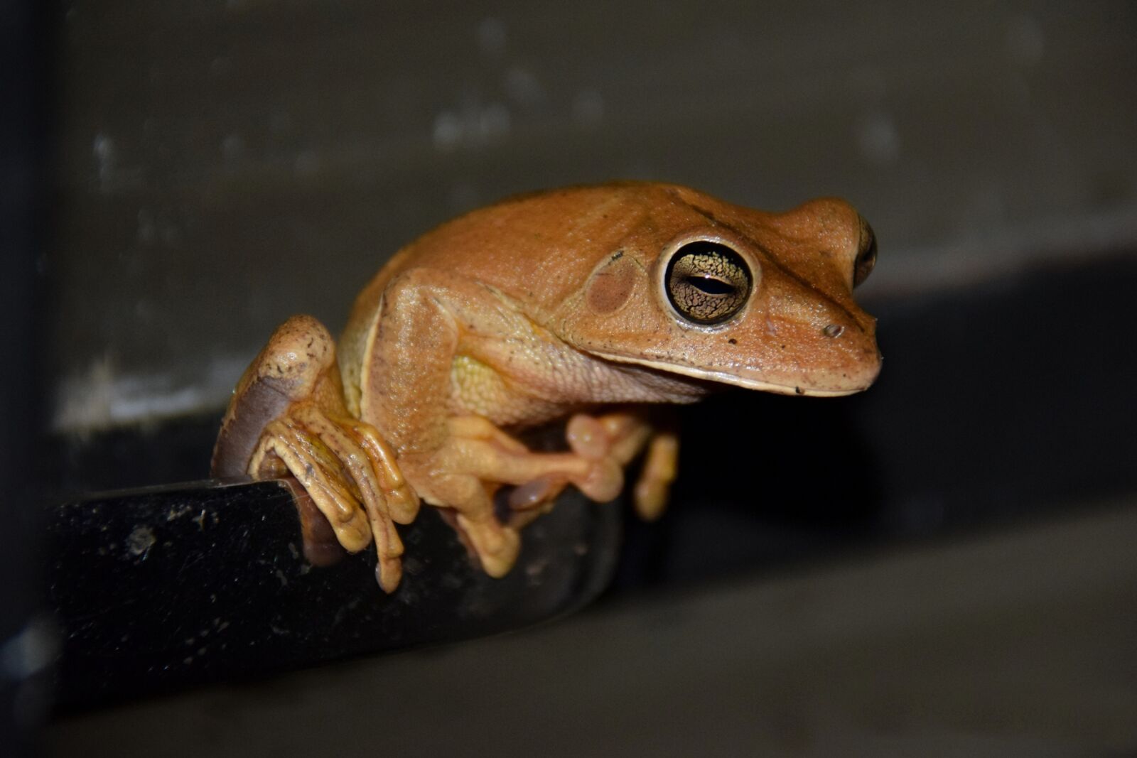 Nikon D5300 sample photo. Frog, animal, ranidae photography
