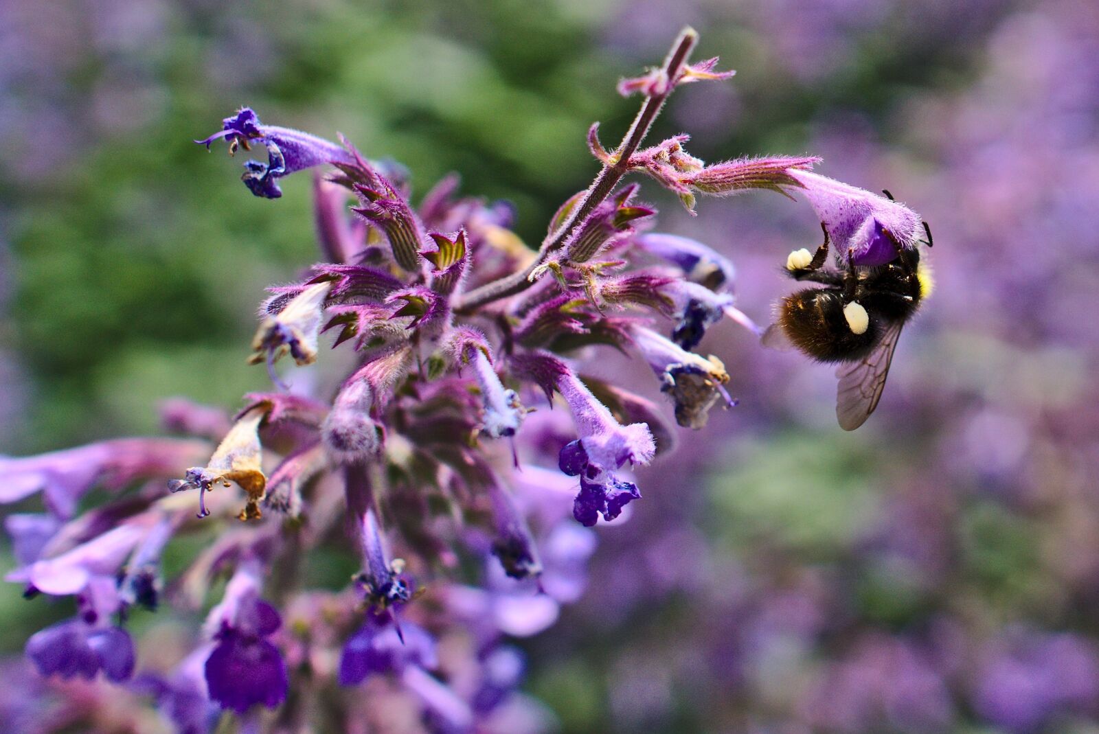 Sony a6000 + Sony Sonnar T* E 24mm F1.8 ZA sample photo. Bumblebee, purple, flower photography
