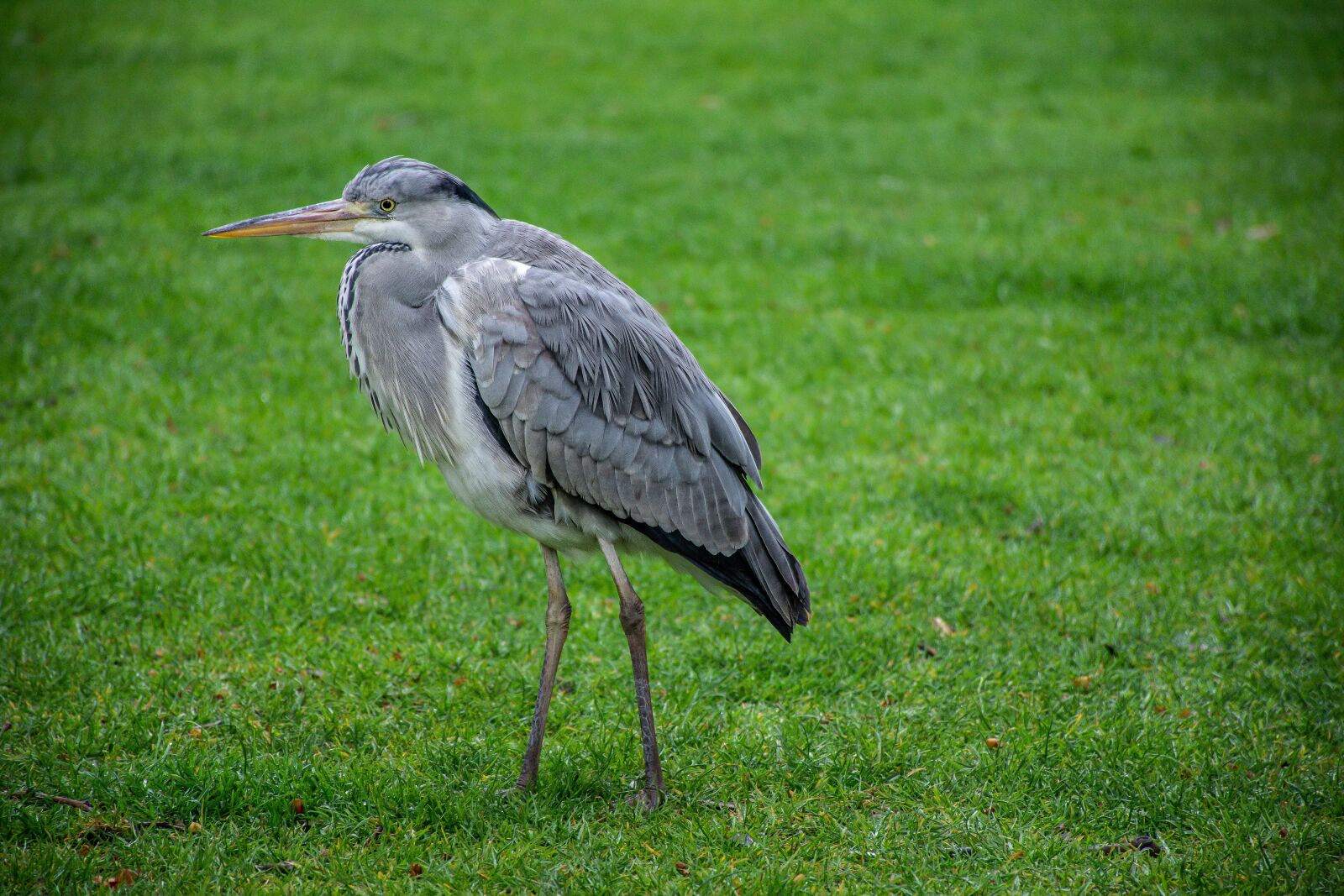Nikon D7100 sample photo. Bird, grey, heron photography
