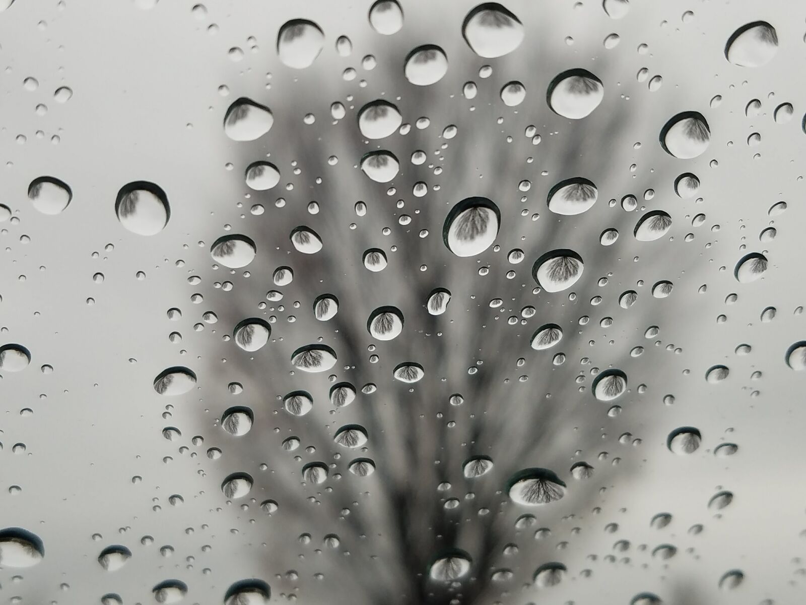 Samsung Galaxy S7 Active sample photo. Rain, drop, wet photography