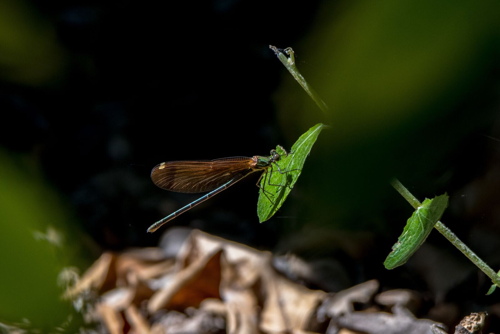 Tamron SP 150-600mm F5-6.3 Di VC USD sample photo. Dragonfly, insect, insects photography