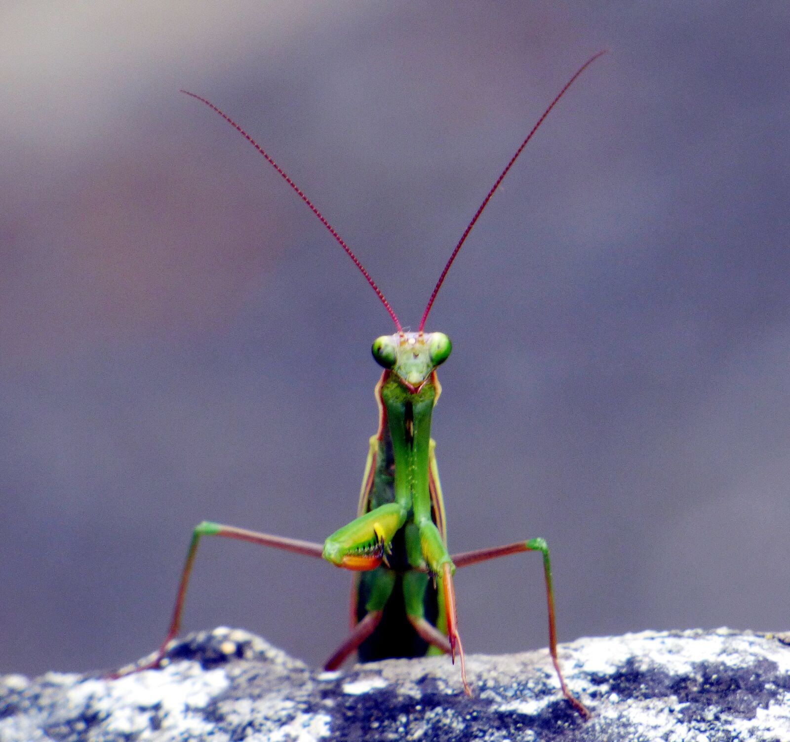 Panasonic DMC-FZ72 sample photo. Insect, mantis, nature photography
