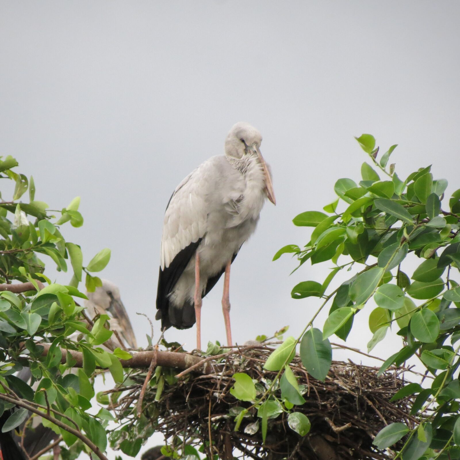 Canon PowerShot SX40 HS sample photo. Birds, wildlife, expensive photography