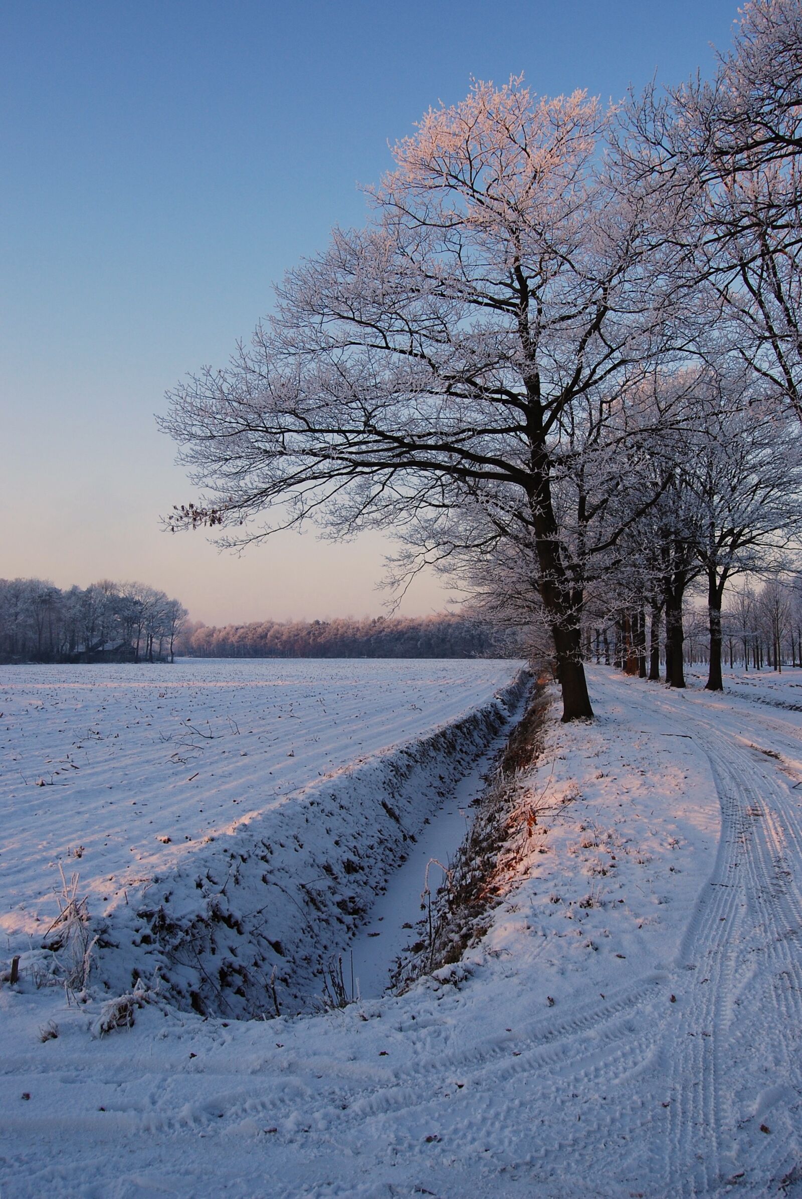 Nikon D40X sample photo. Winter, white, frost photography