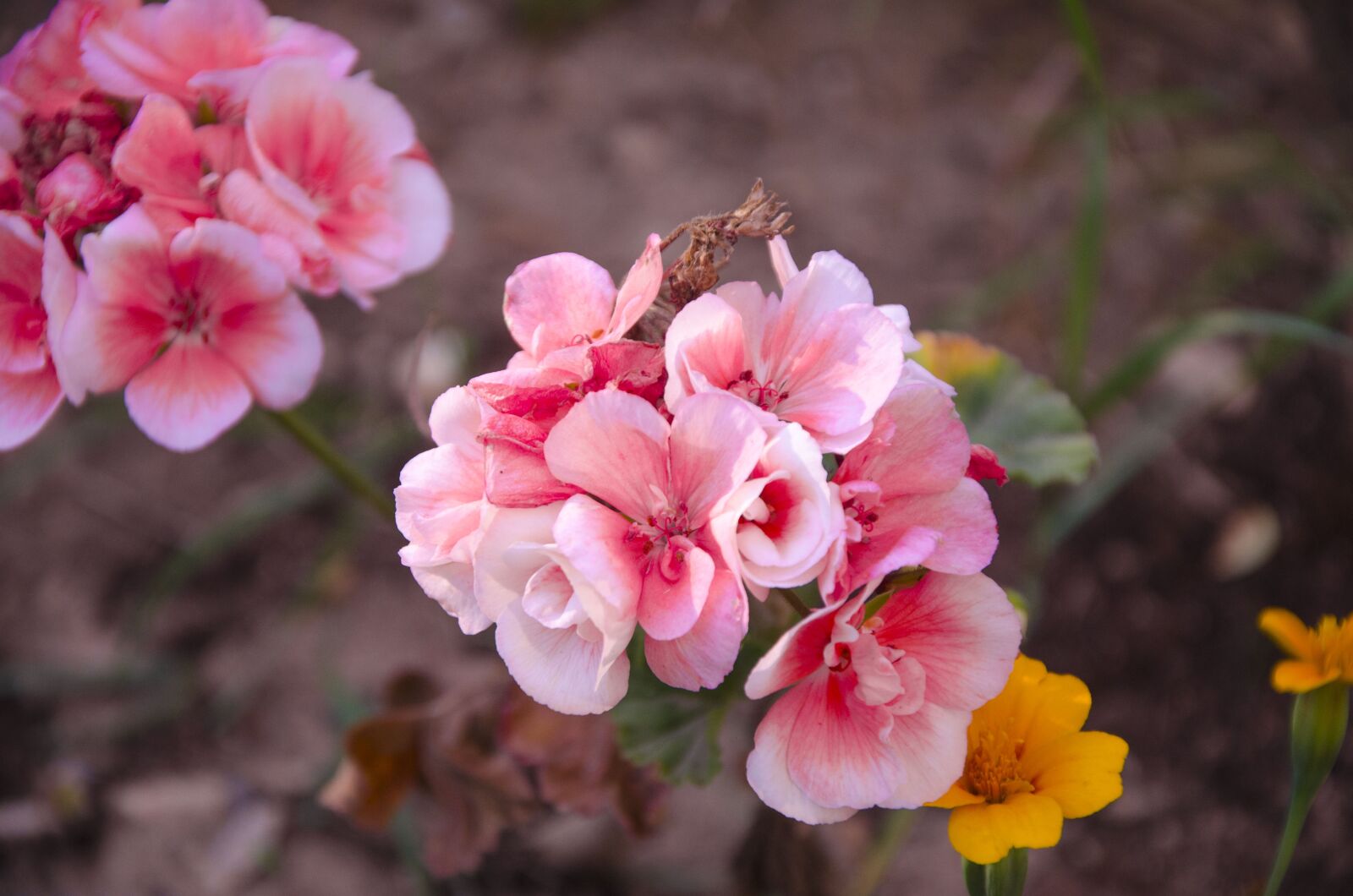 Nikon D7000 sample photo. Begonia, flowers, garden photography