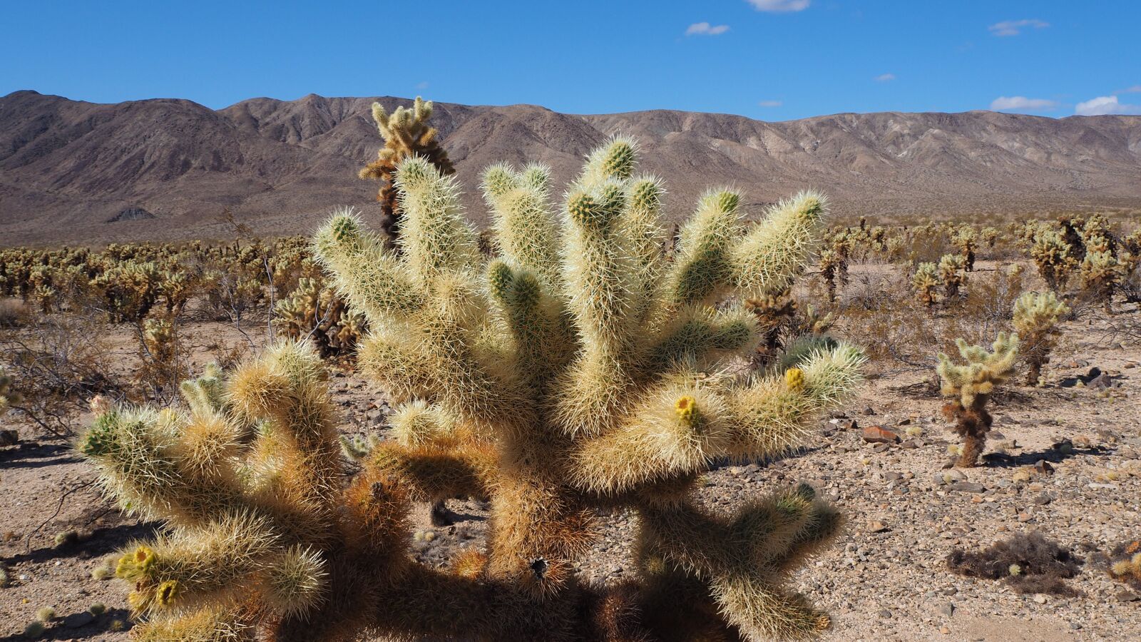 Olympus OM-D E-M10 II sample photo. Natural park, cacti, california photography