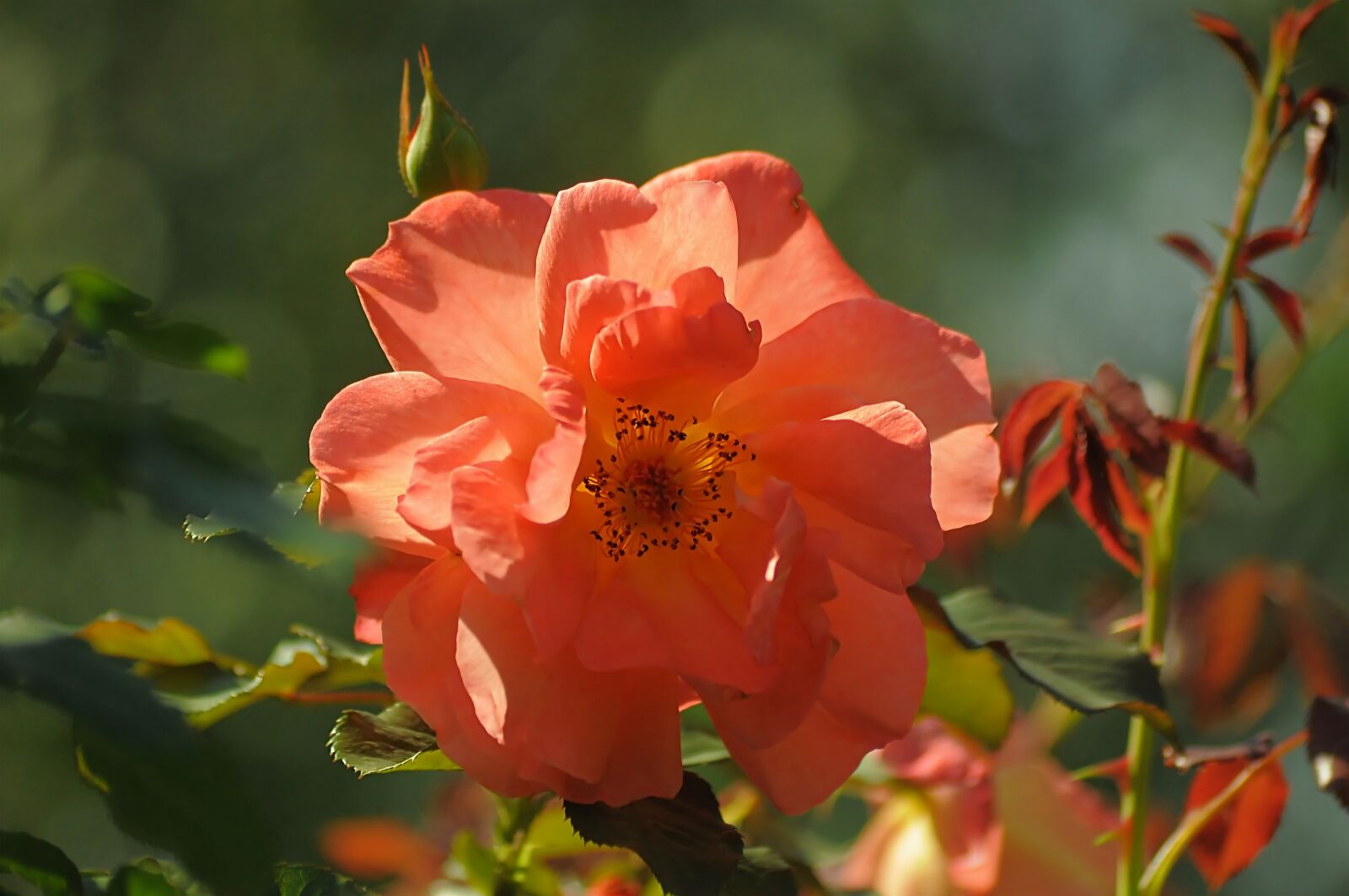 Nikon D90 sample photo. Sunny, flower, pink photography