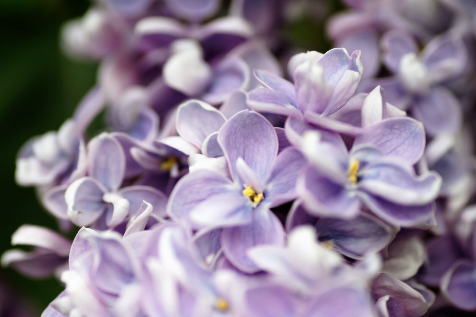 Sony SLT-A58 sample photo. Lilac, violet, ornamental photography