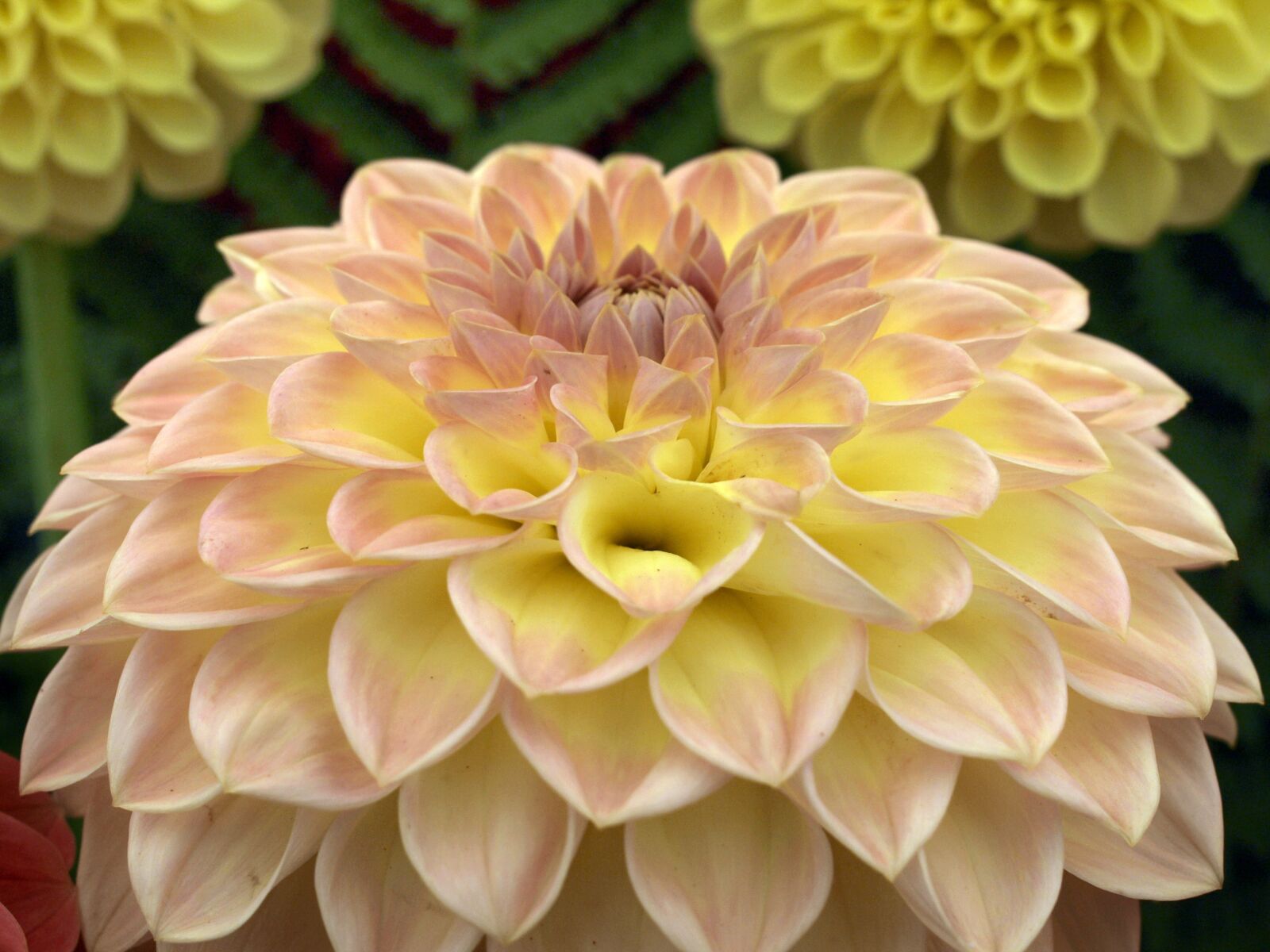 Olympus E-520 (EVOLT E-520) sample photo. Dahlia, flower, bloom photography