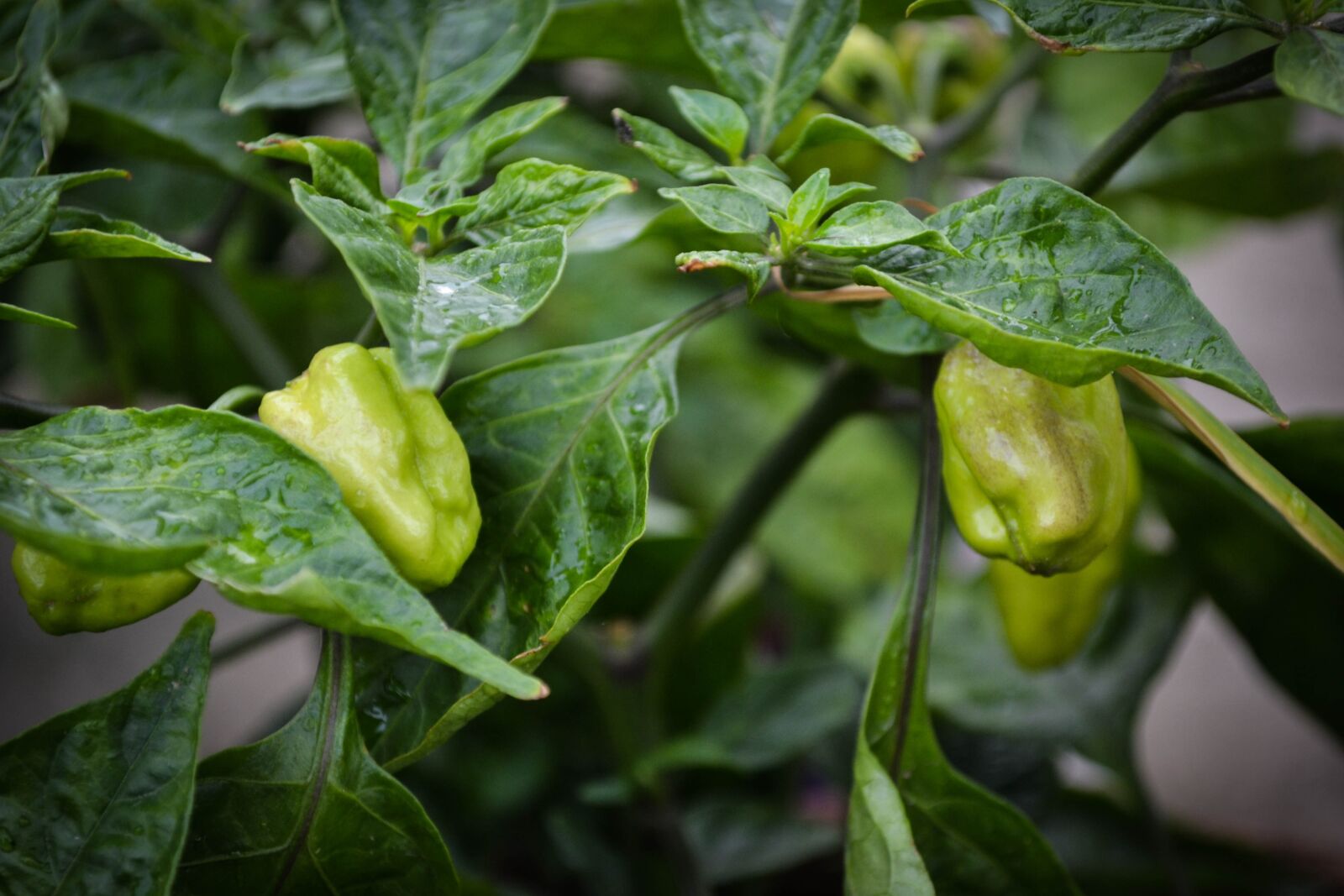 Nikon D3100 sample photo. Plants, garden, gardening photography