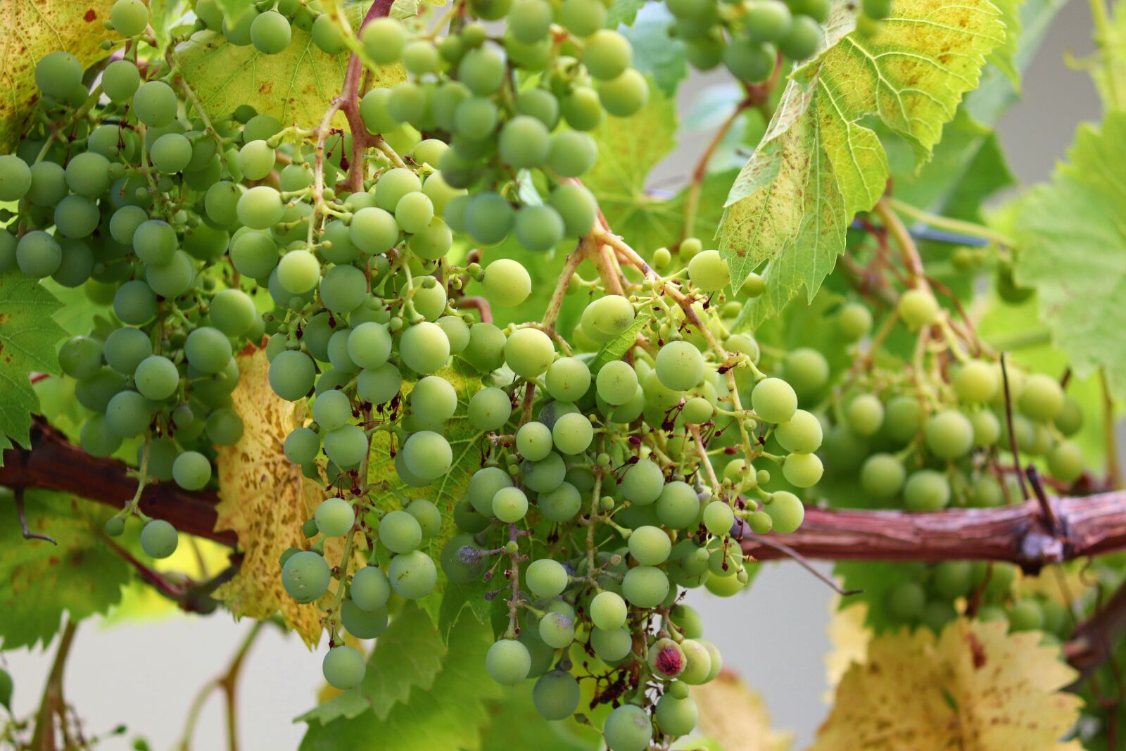 Canon EOS 200D (EOS Rebel SL2 / EOS Kiss X9) sample photo. Grape, grapes, vines photography
