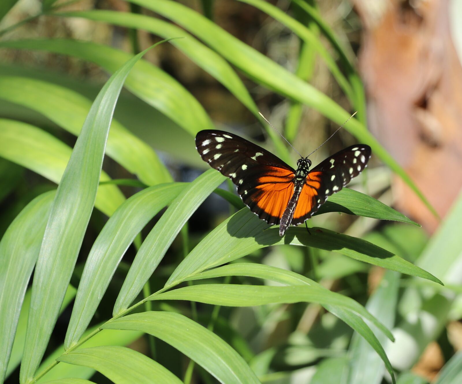Canon EF-S 18-135mm F3.5-5.6 IS USM sample photo. Butterfly, orange spotted, insect photography