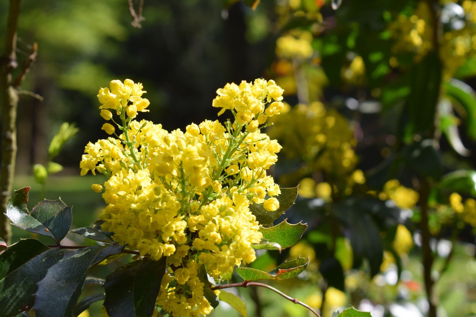 Nikon D5300 sample photo. Yellow, flower, forest photography