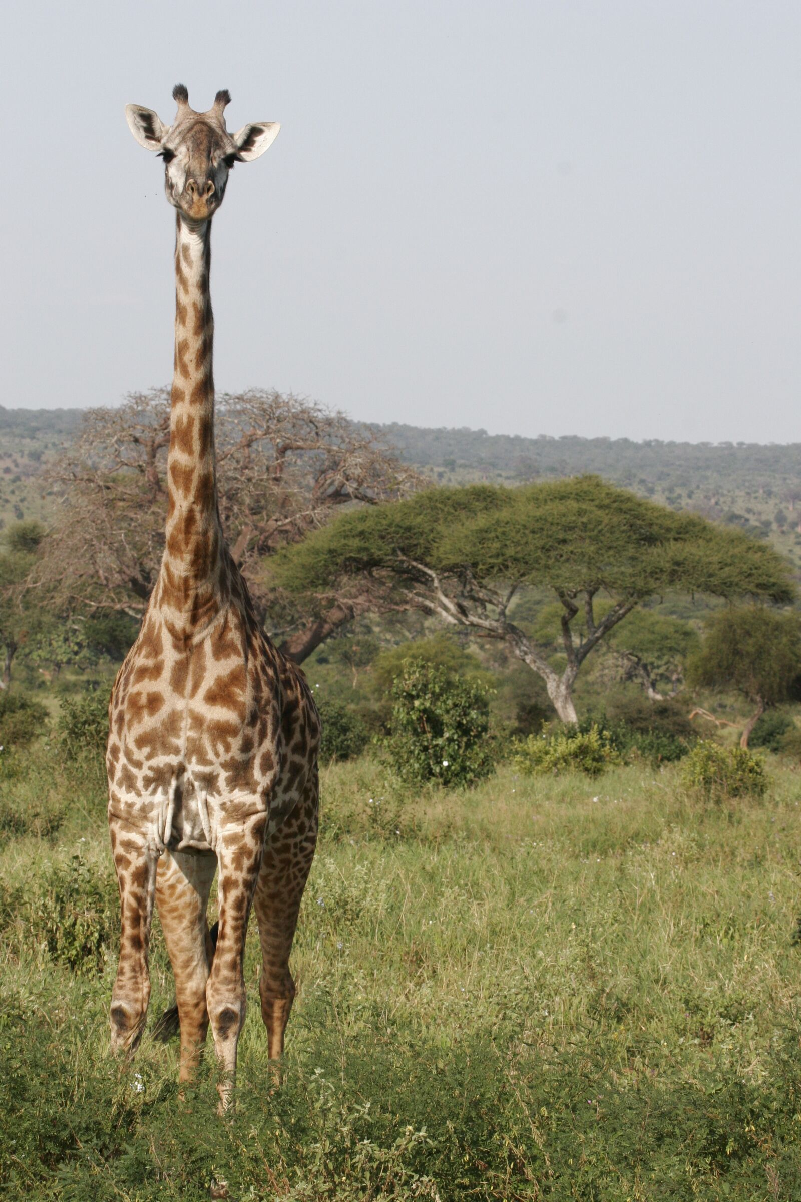 Canon EOS 20D sample photo. Giraffe, safari, tall photography