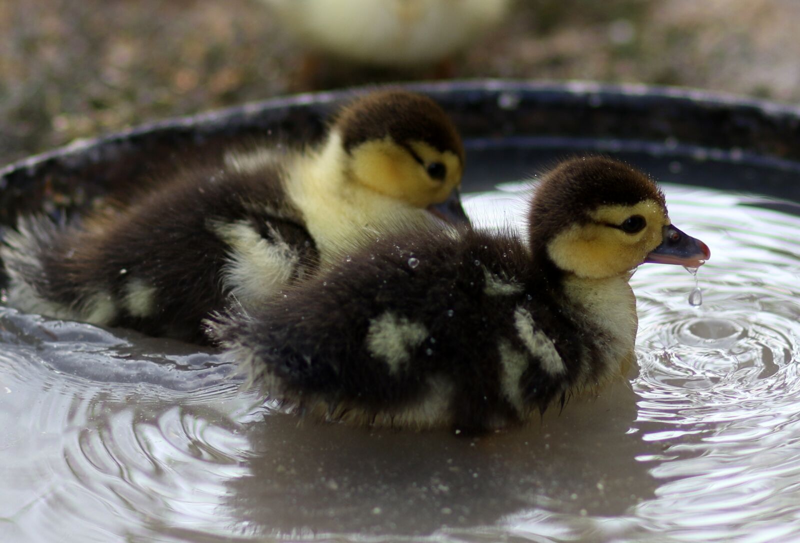 Canon EF 85mm F1.8 USM sample photo. Duckling, two, water photography