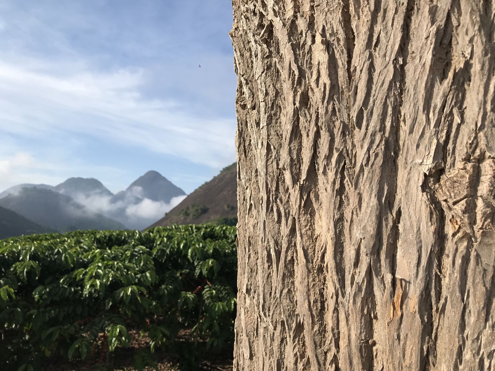 iPhone 7 back camera 3.99mm f/1.8 sample photo. Jequitibá, wood, tree photography