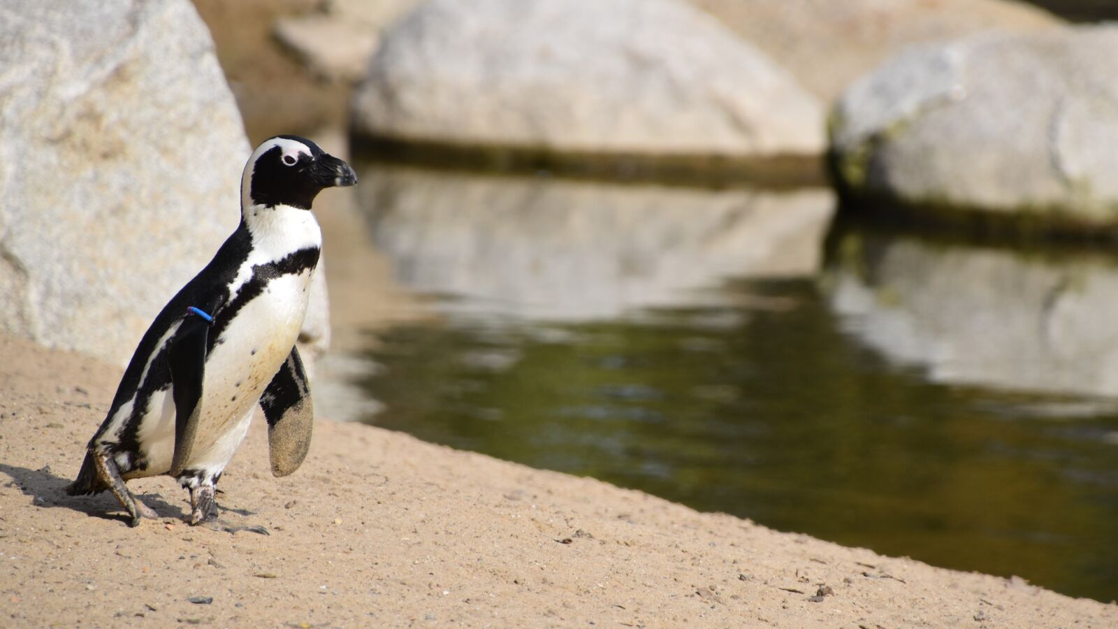 Nikon D5600 sample photo. Penguin, nature, zoo photography