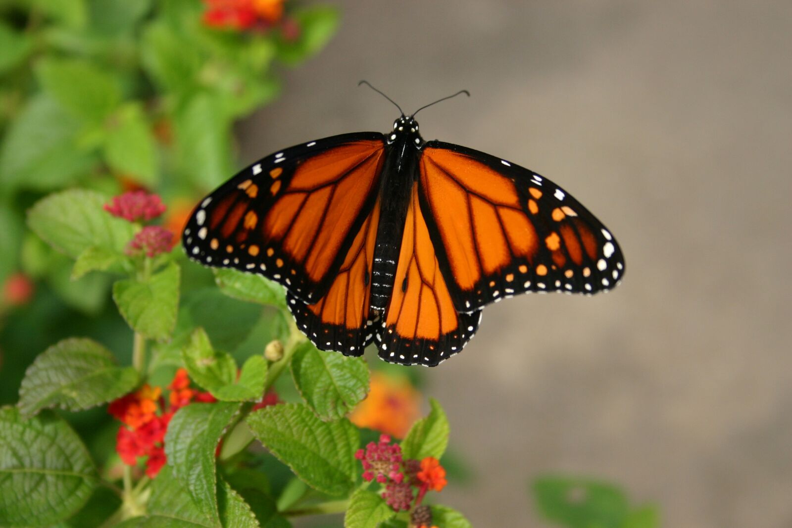 Canon EOS 300D (EOS Digital Rebel / EOS Kiss Digital) sample photo. Butterfly, summer, nature photography