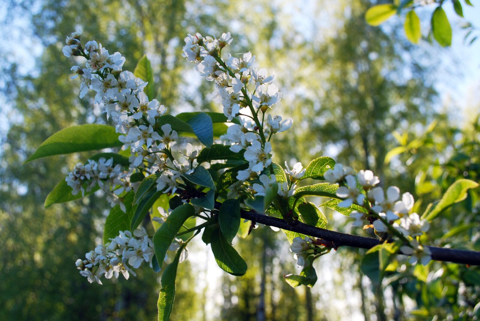 Nikon D60 sample photo. Blossom, white, tree photography