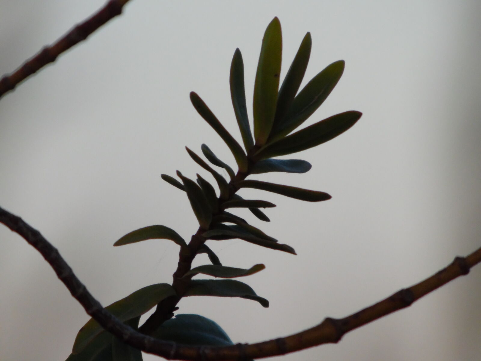 Samsung WB1100F/WB1101F/WB1102F sample photo