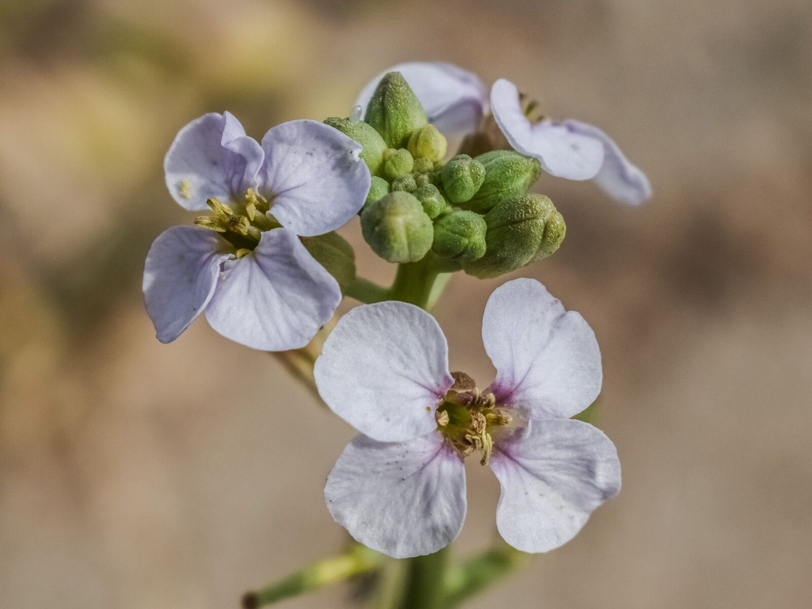 Nikon D3300 sample photo. Wildflower, flower, spring photography