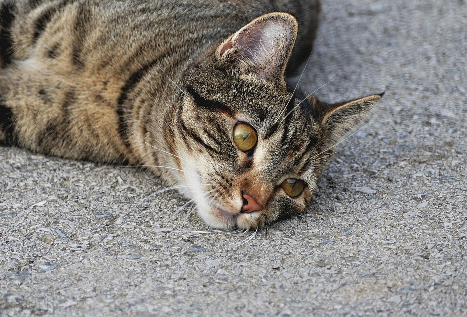 Panasonic Lumix DMC-FZ1000 sample photo. Tiger cat, close up photography