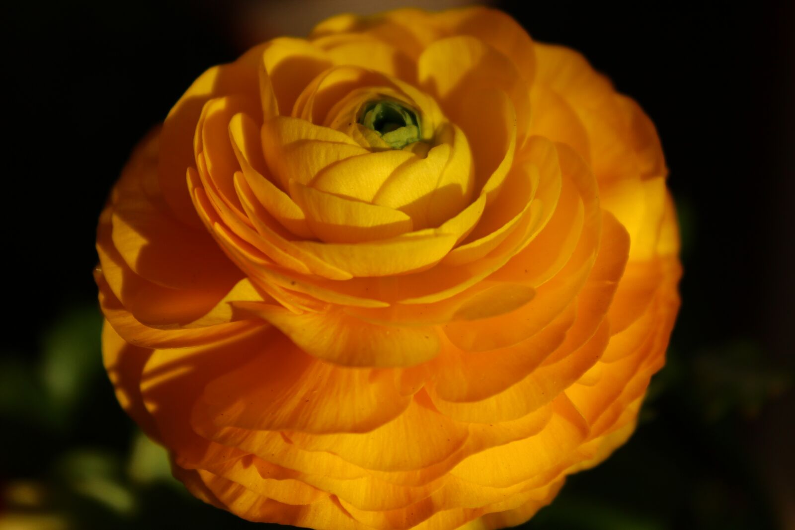 Canon EOS 600D (Rebel EOS T3i / EOS Kiss X5) sample photo. Blossom, flower, colorful photography