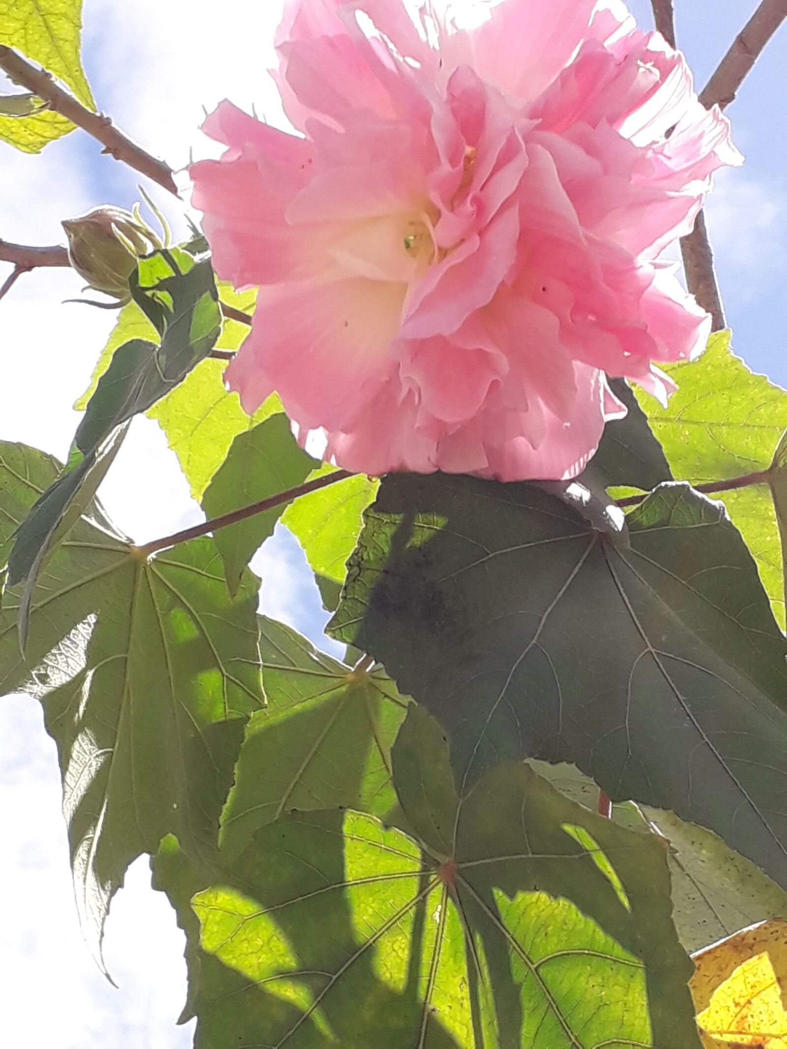 Samsung Galaxy J6 sample photo. Flor, céu, árvore photography