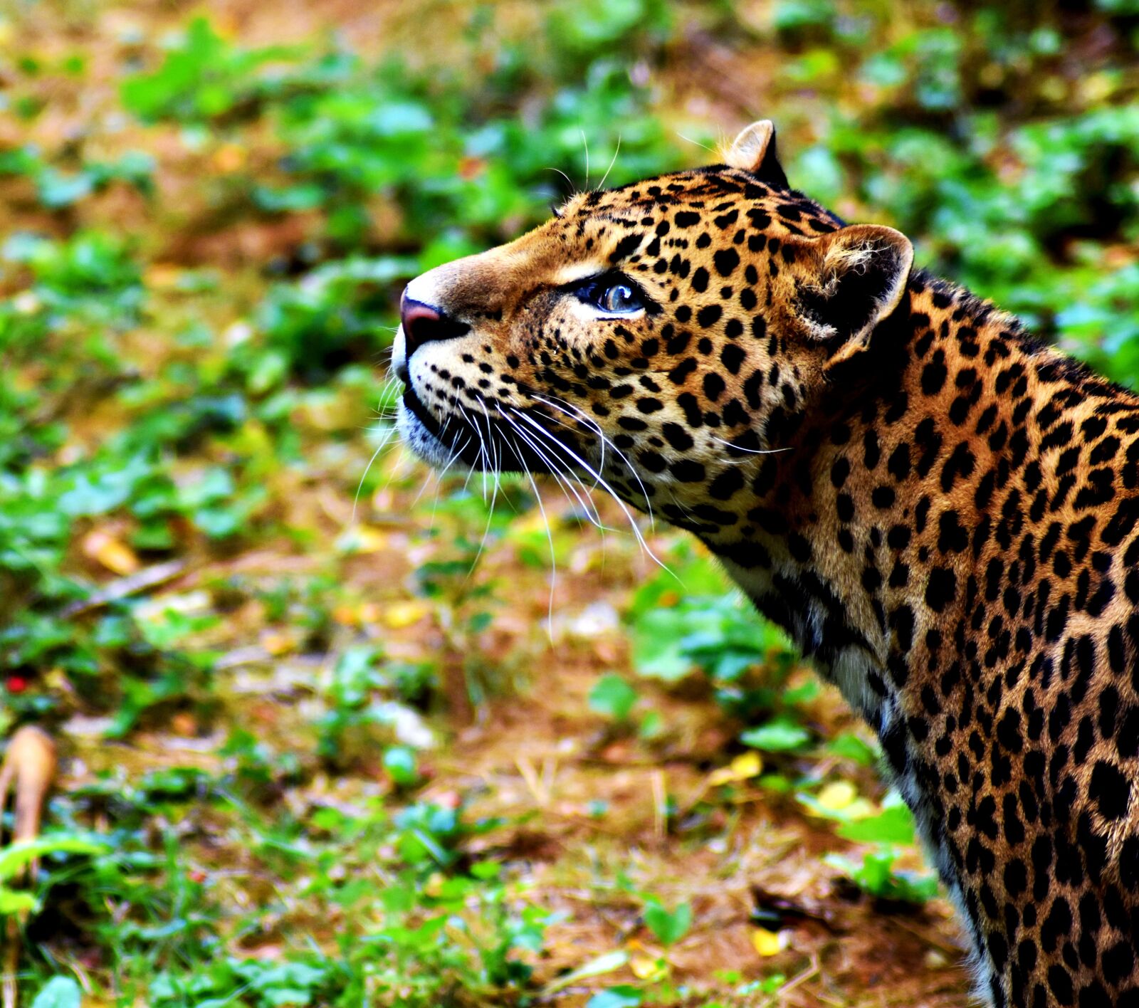 Nikon D3400 sample photo. Leopard, zoo, animal photography