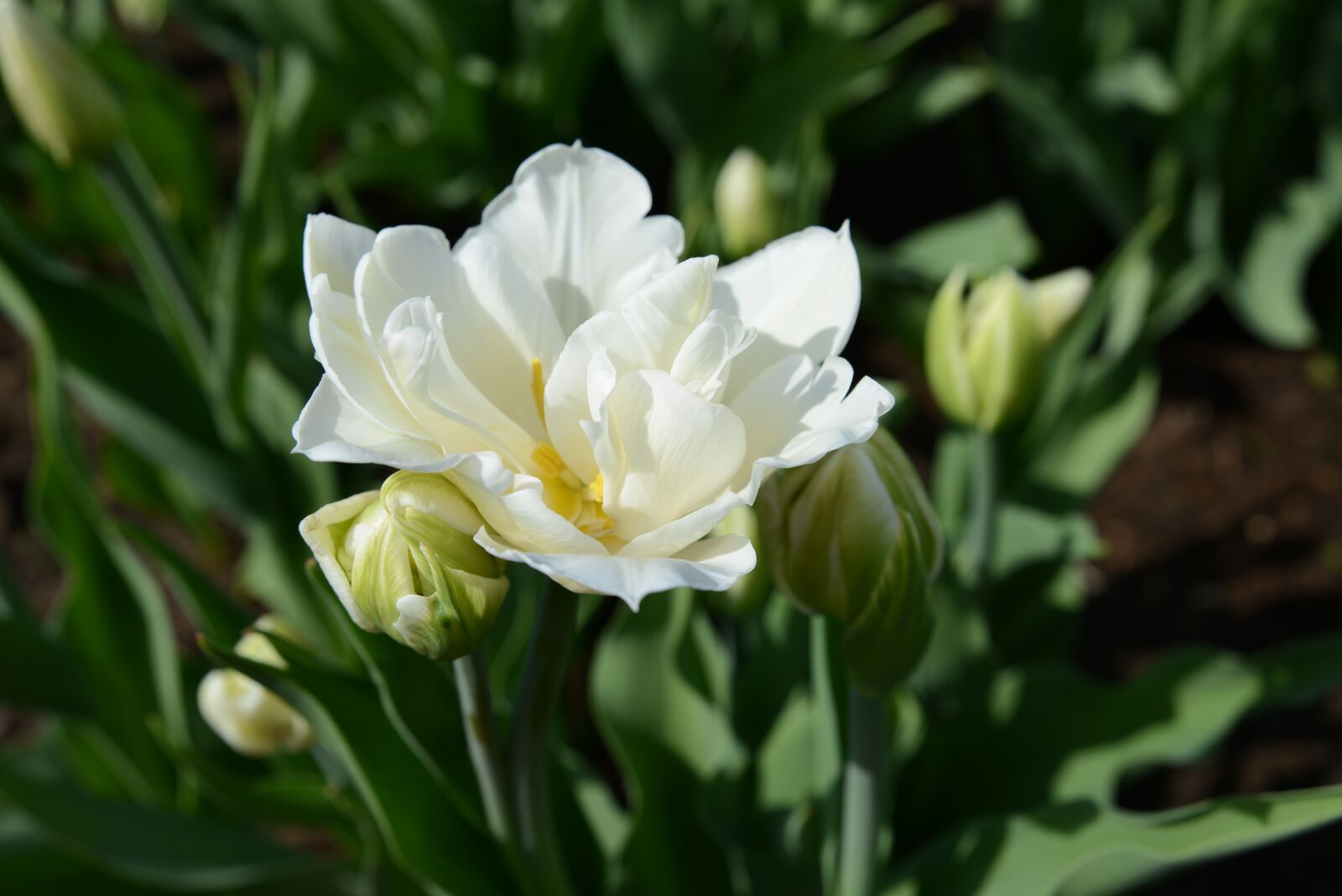 Nikon D800 sample photo. Tulip, flower, spring photography