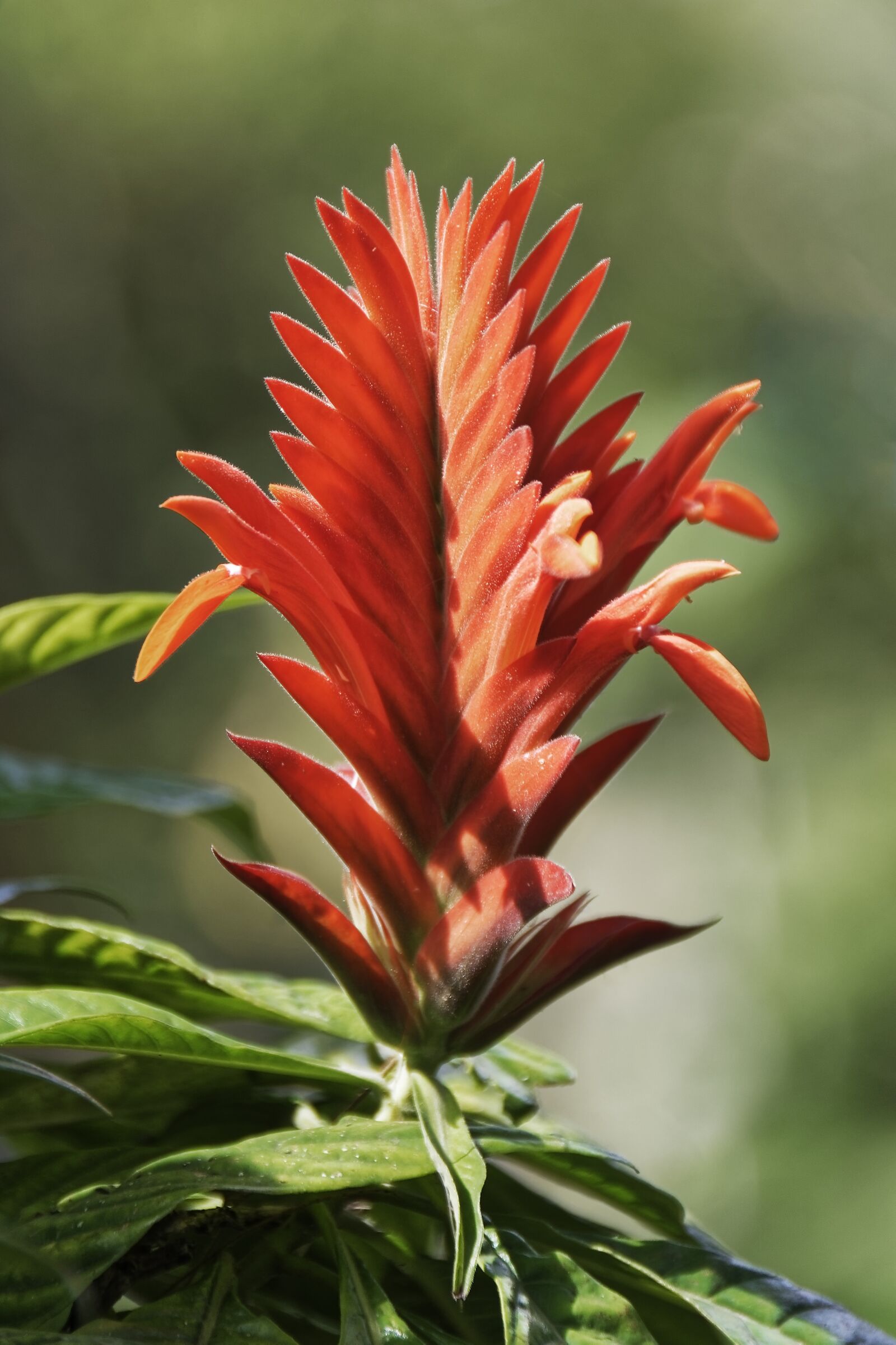 Nikon D500 sample photo. Colombia, tropics, plant photography