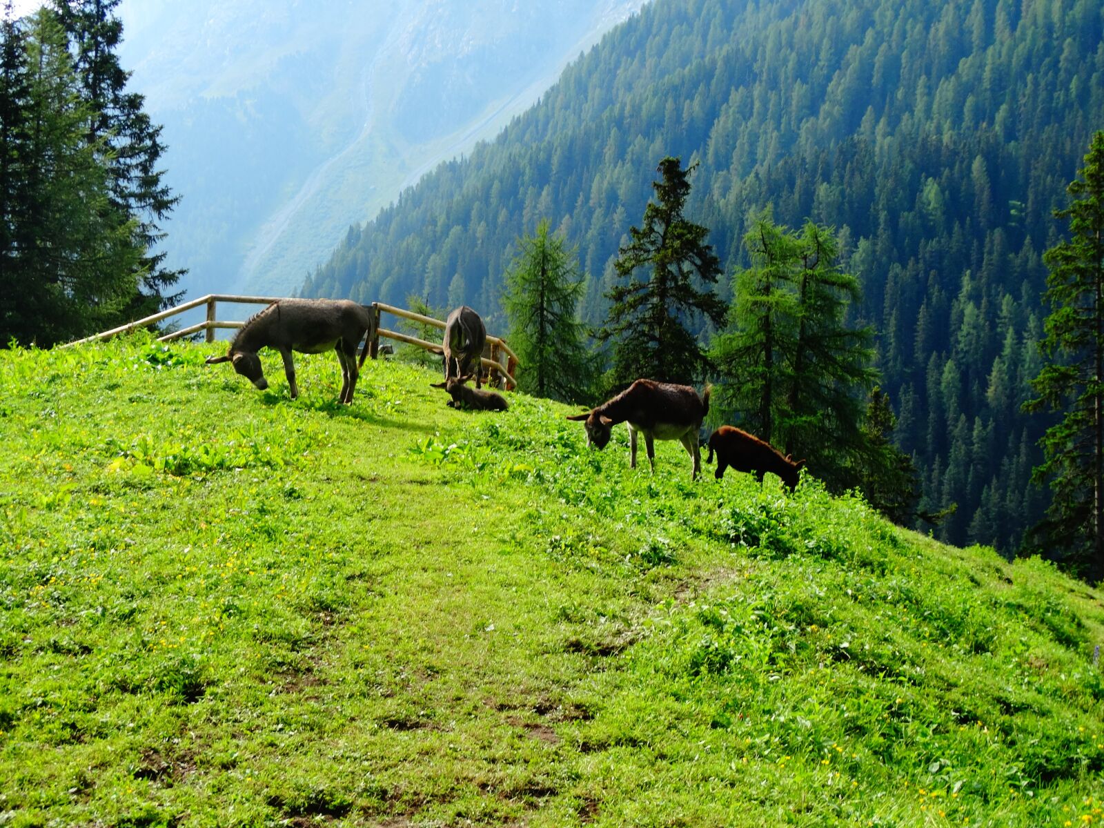 Sony Cyber-shot DSC-HX300 sample photo. Donkey, animals, mountain photography