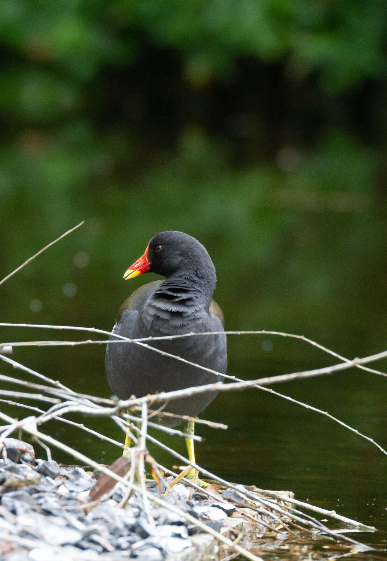 Canon EOS 7D sample photo. Coot, bird, birds photography