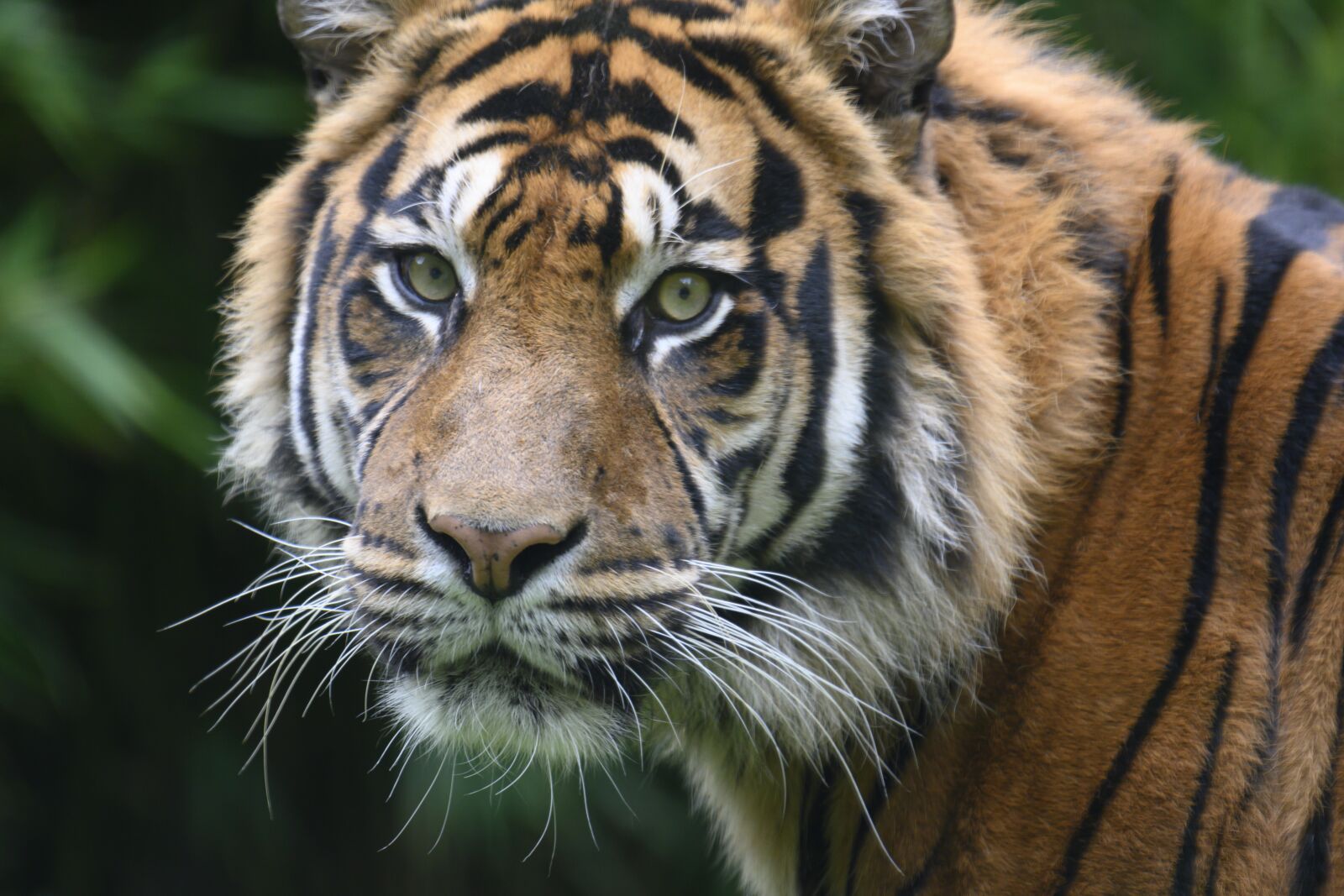 Nikon Z7 sample photo. Tiger, wild, predators photography