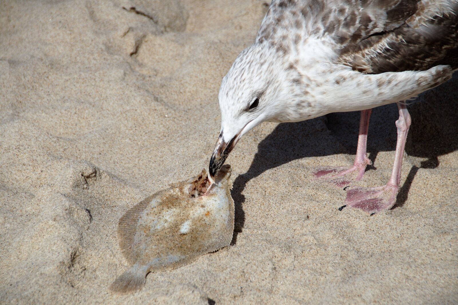 Sony SLT-A58 sample photo. The seagull, booty, catch photography
