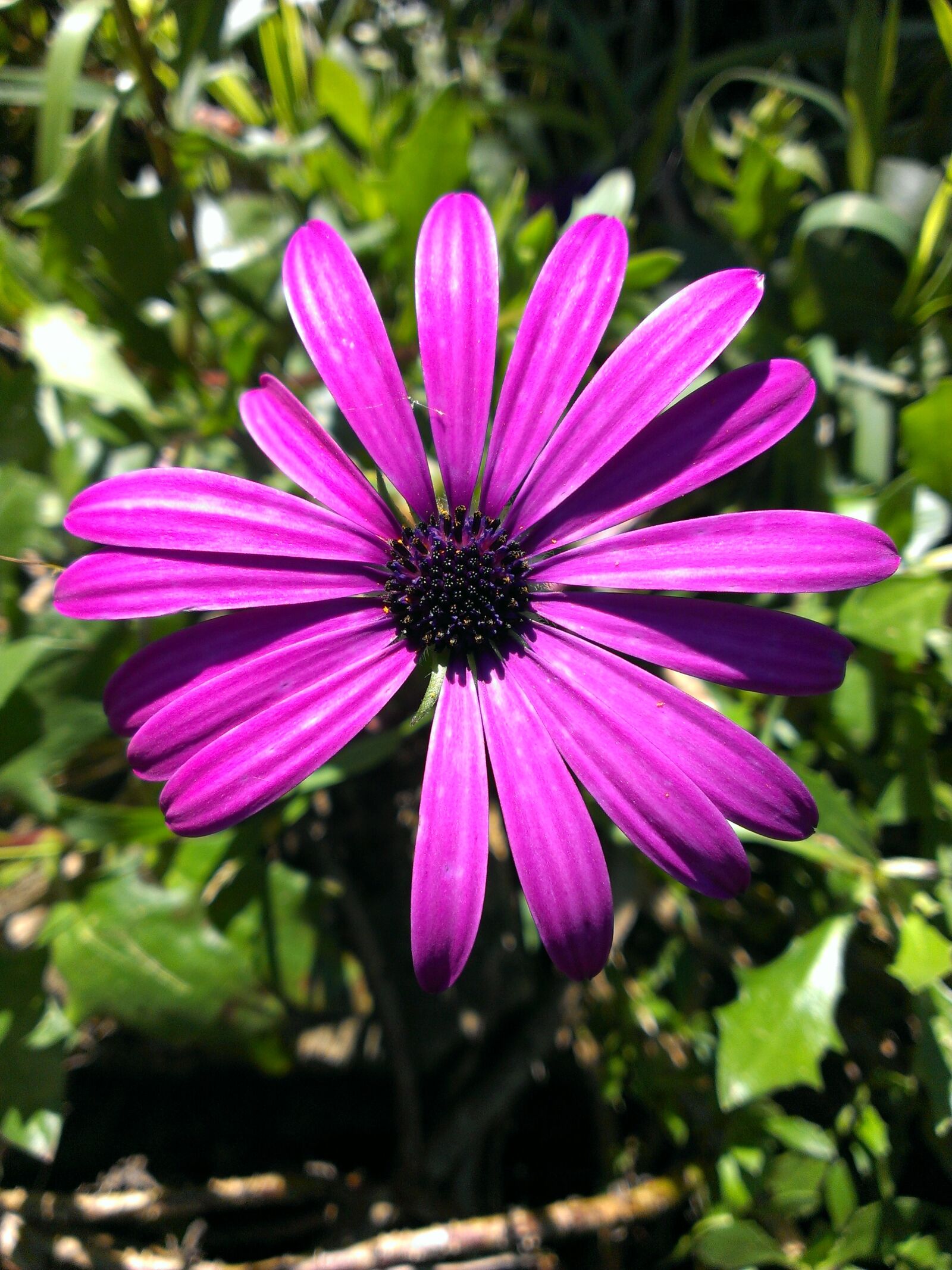 HTC ONE XL sample photo. African daisy, flower, purple photography