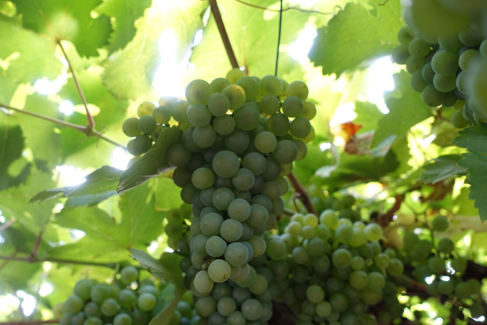 Sony Cyber-shot DSC-RX100 III sample photo. Grapes, fruit, wine photography