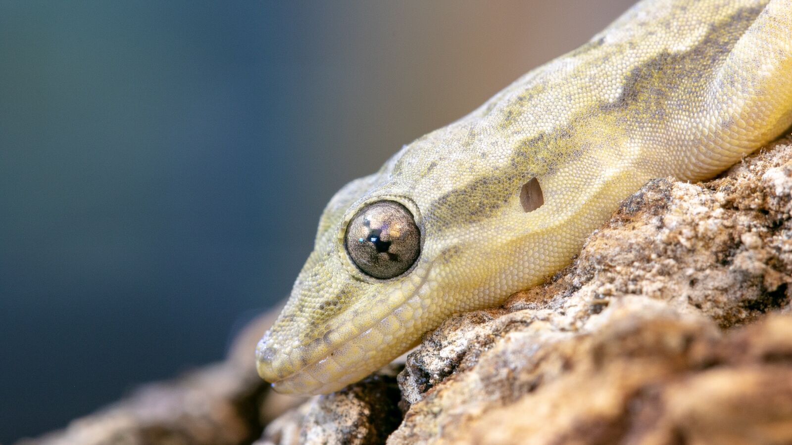Canon EF 100mm F2.8L Macro IS USM sample photo. Gecko, animal, wimpergekko photography